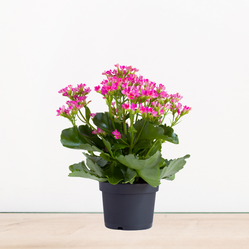 Kalanchoe Çiçeği Bakımı