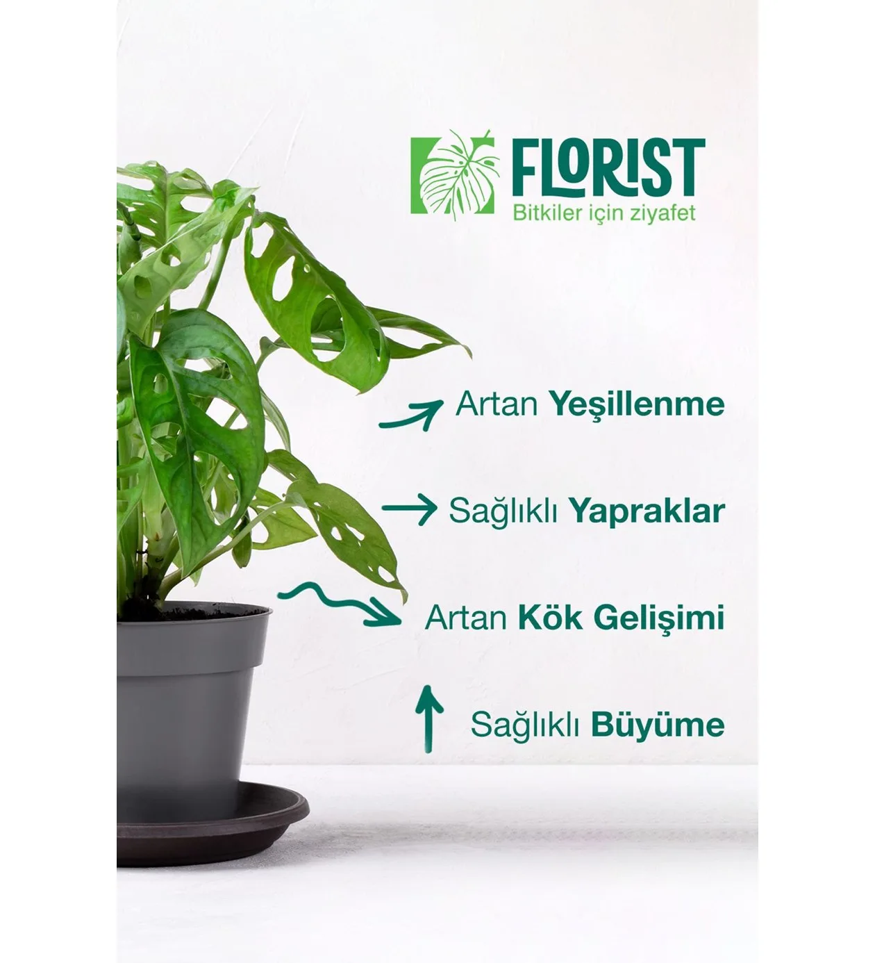 Florist Yeşil Yapraklı Bitkiler İçin Bitki Besini
