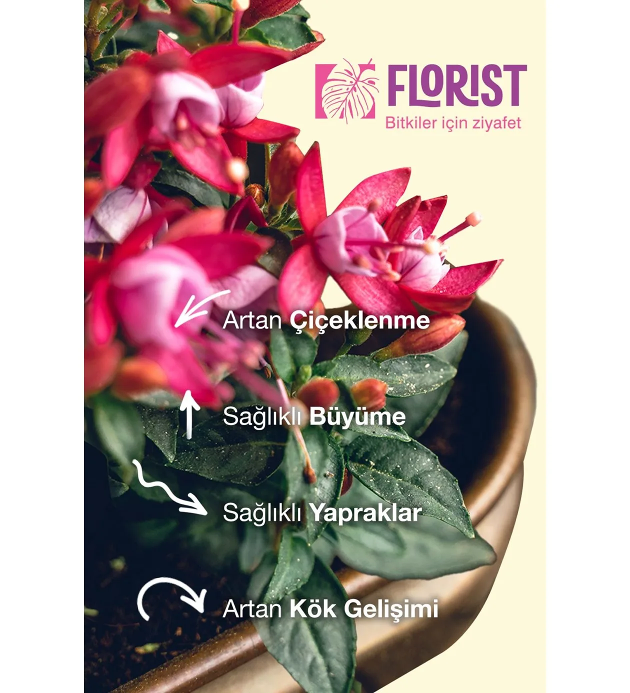 Florist Çiçekli Bitkiler Bitki Besini