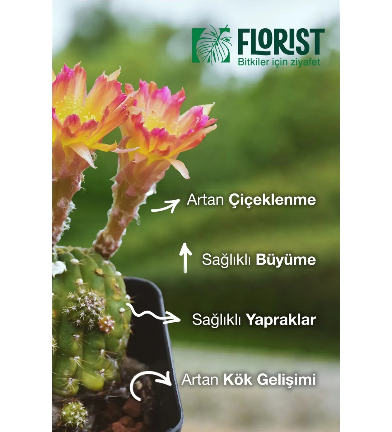 Florist Kaktüs Sukulent Bitki Besini