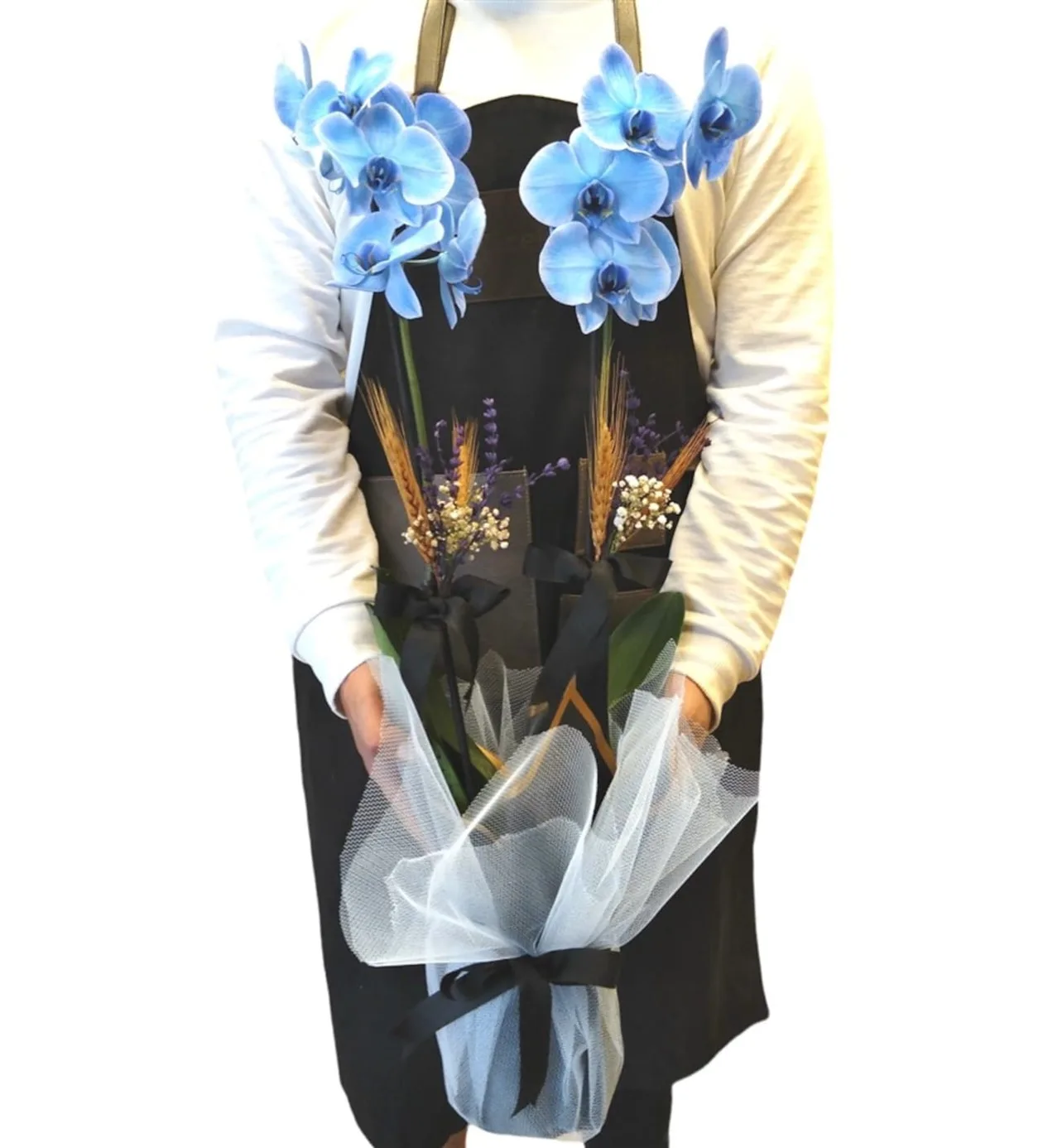 Blue Dream Soft Mavi Orkide