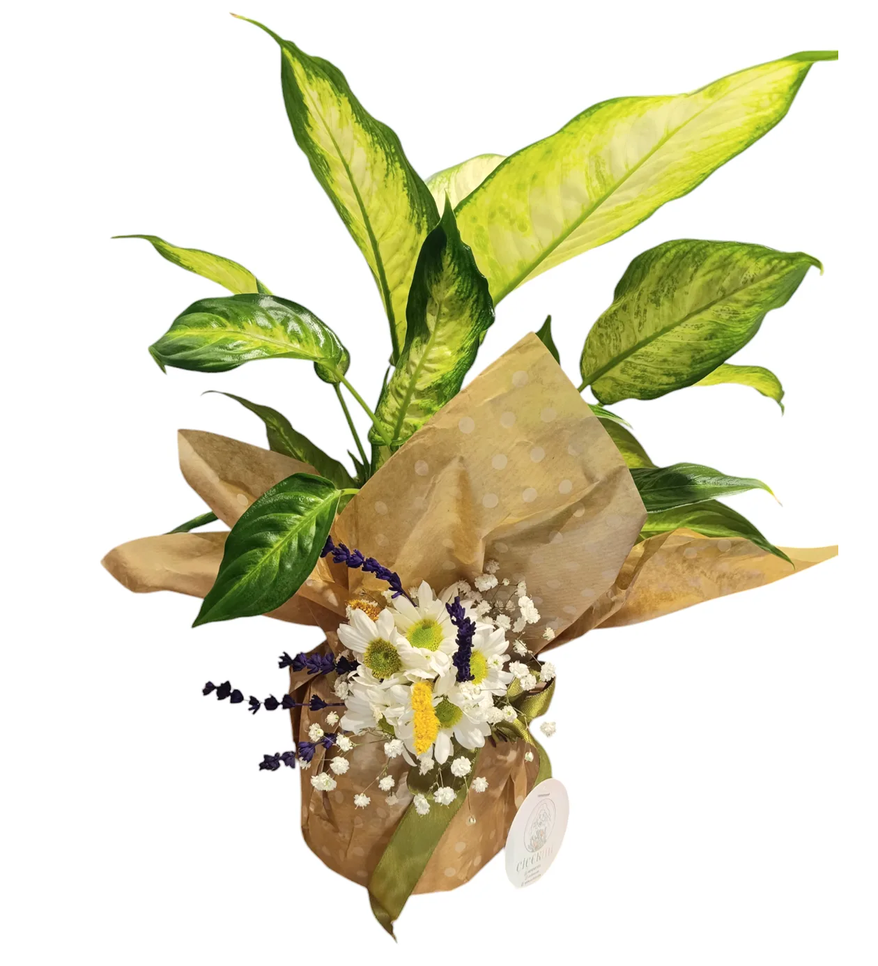Green Difenbahya (Dieffenbachia) Çiçeği