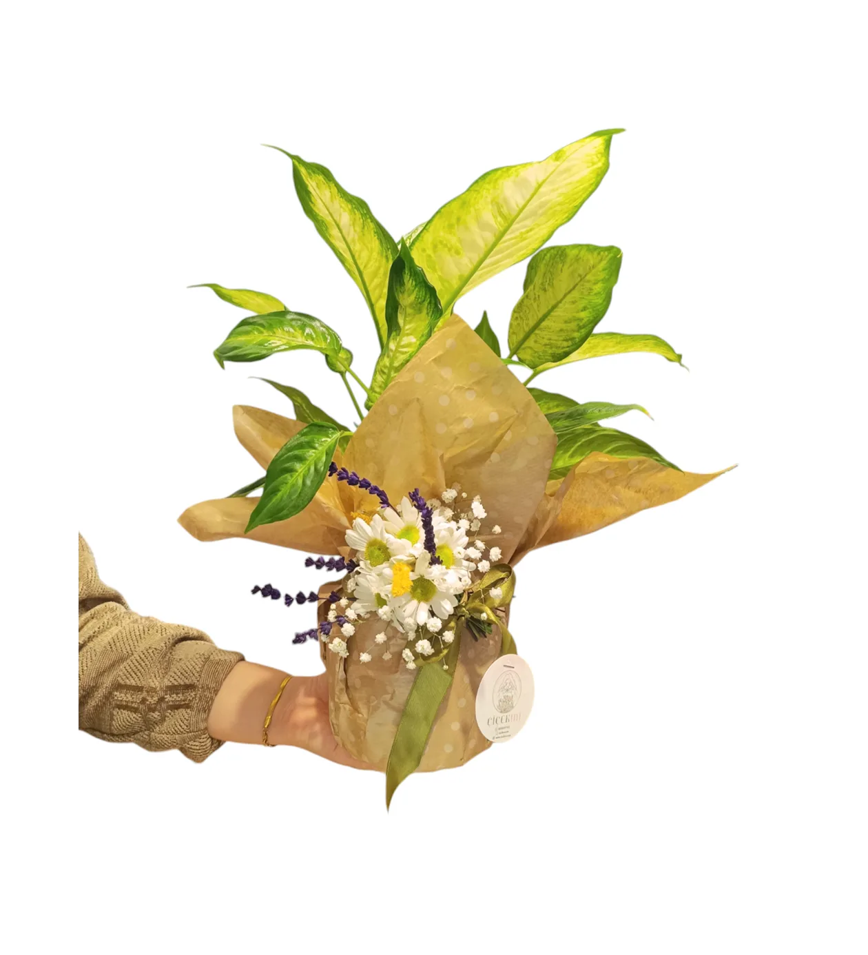 Green Difenbahya (Dieffenbachia) Çiçeği