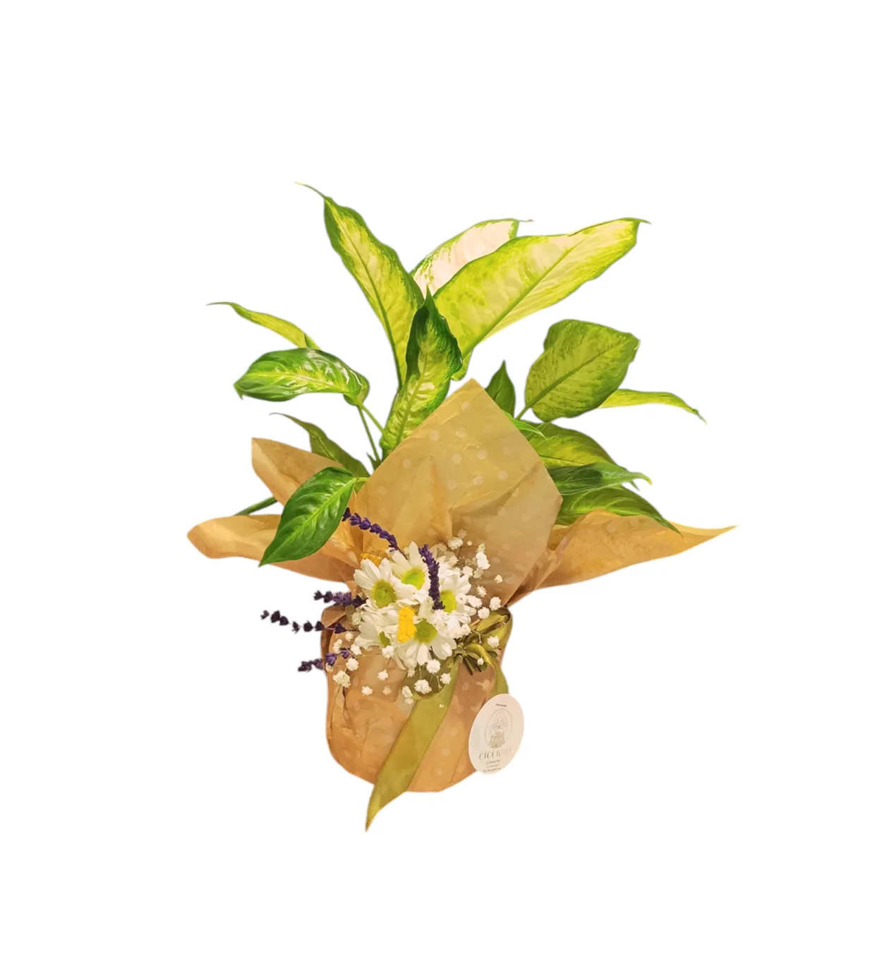 Green Difenbahya (Dieffenbachia) Çiçeği