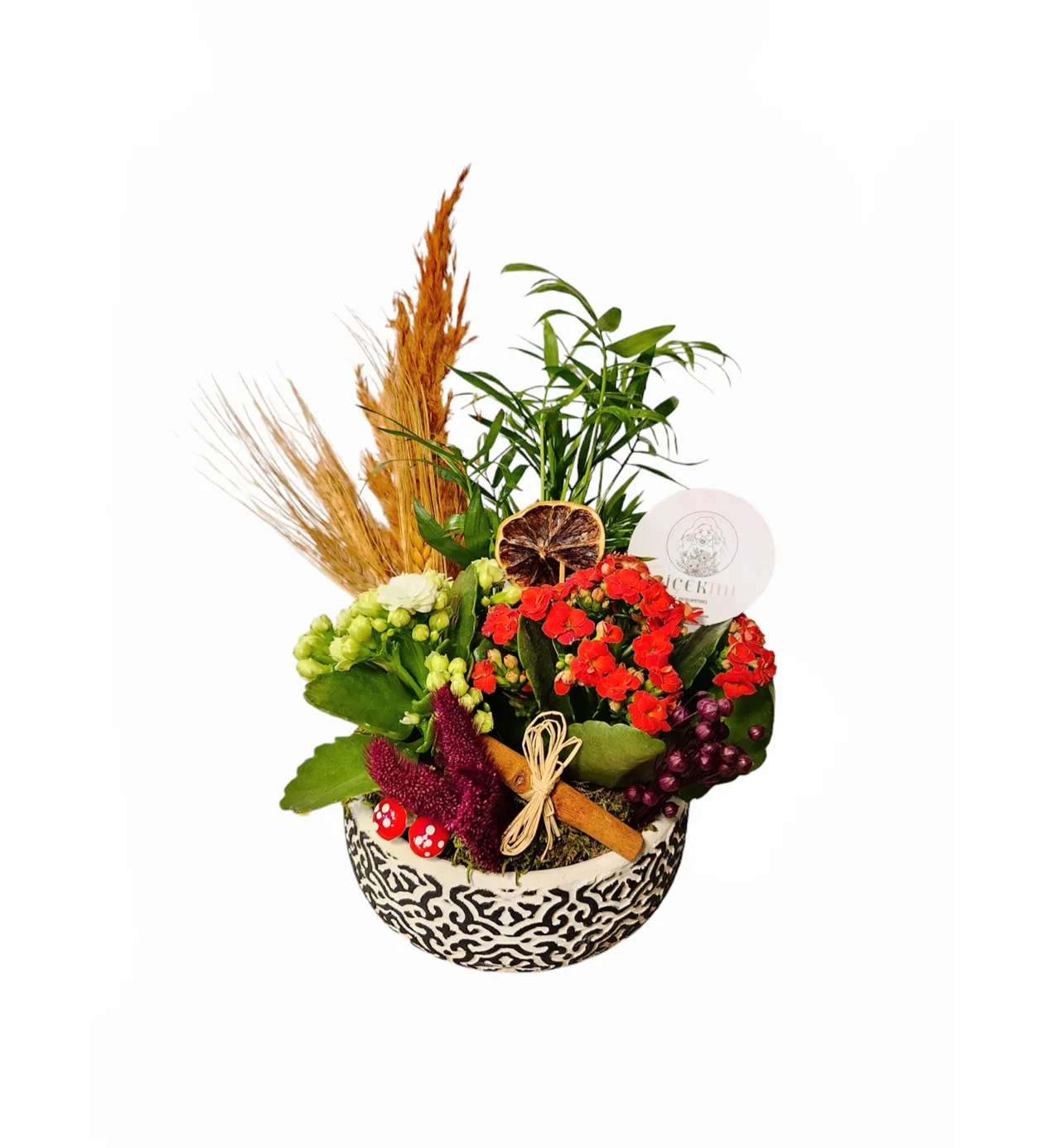 Tropik Dekor Kalanchoe A Serisi
