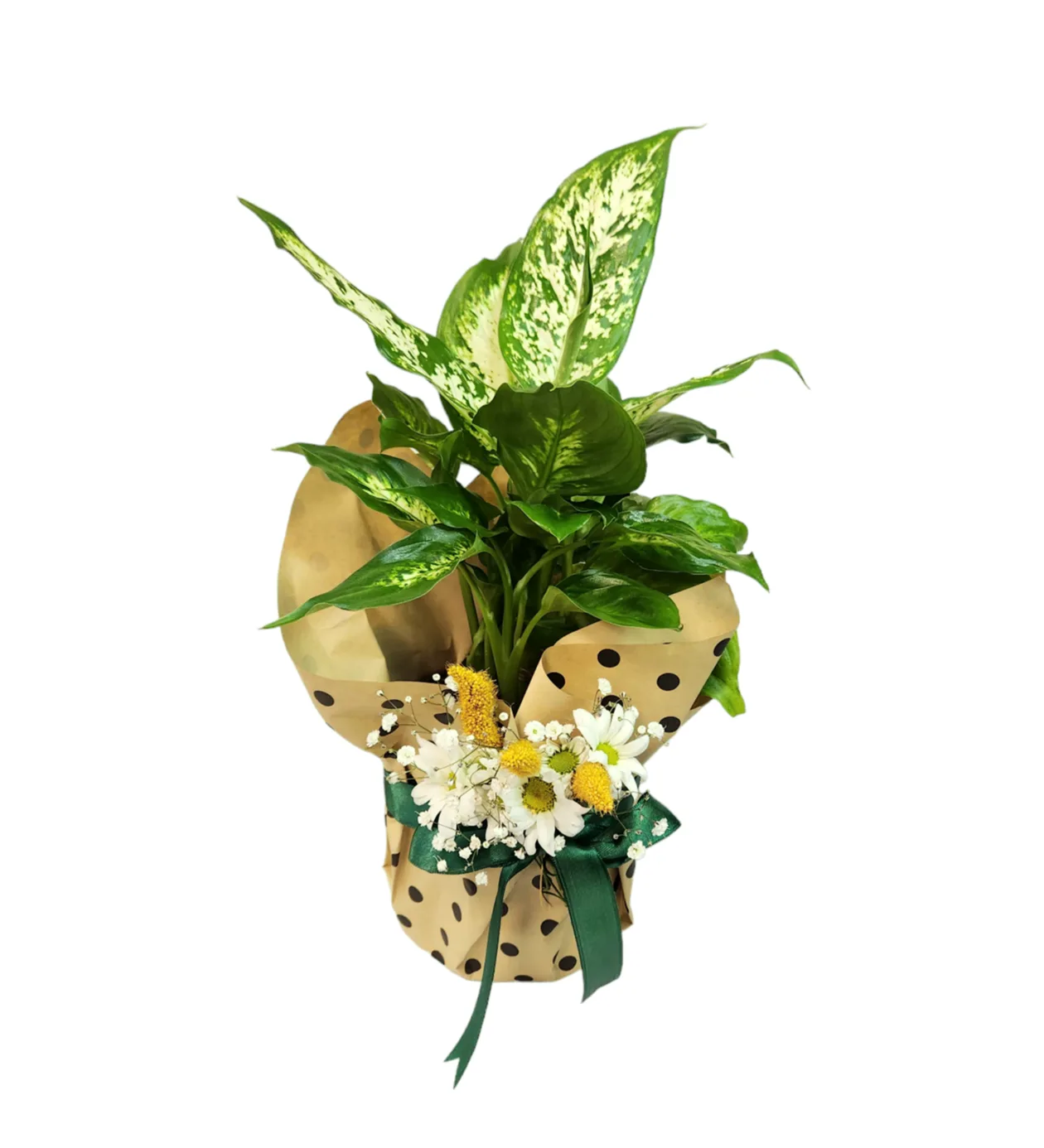 Puantiyeli Kağıt Tasarım Difenbahya (Dieffenbachia) Çiçeği