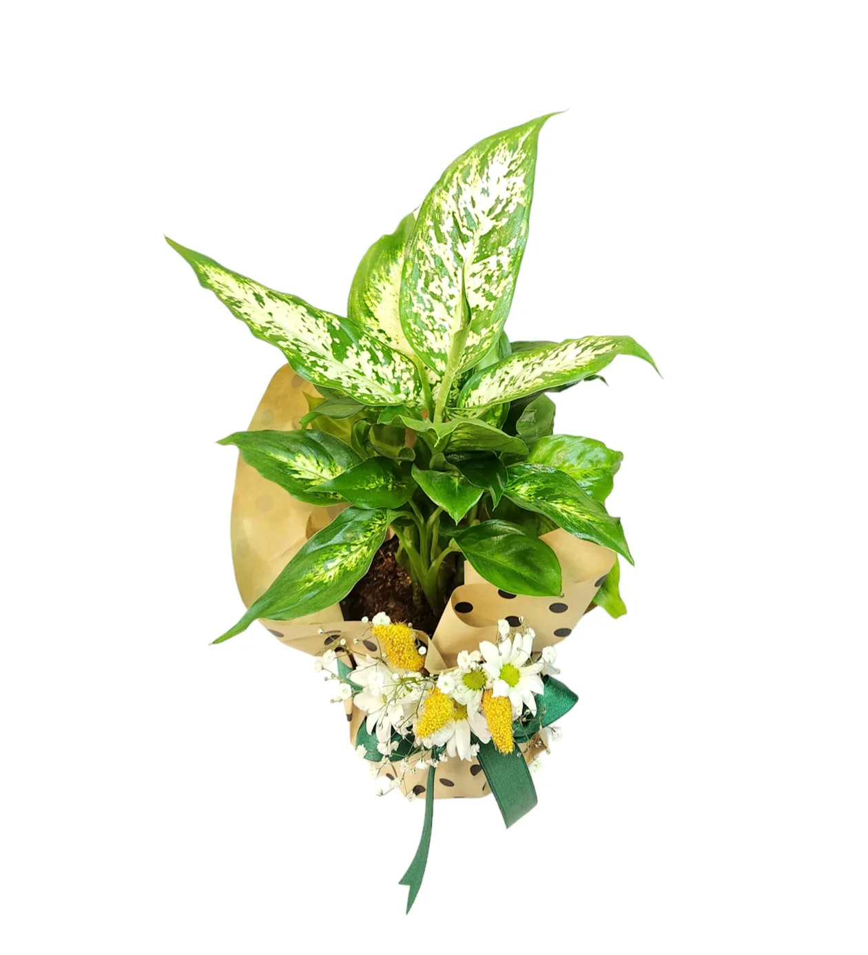 Puantiyeli Kağıt Tasarım Difenbahya (Dieffenbachia) Çiçeği