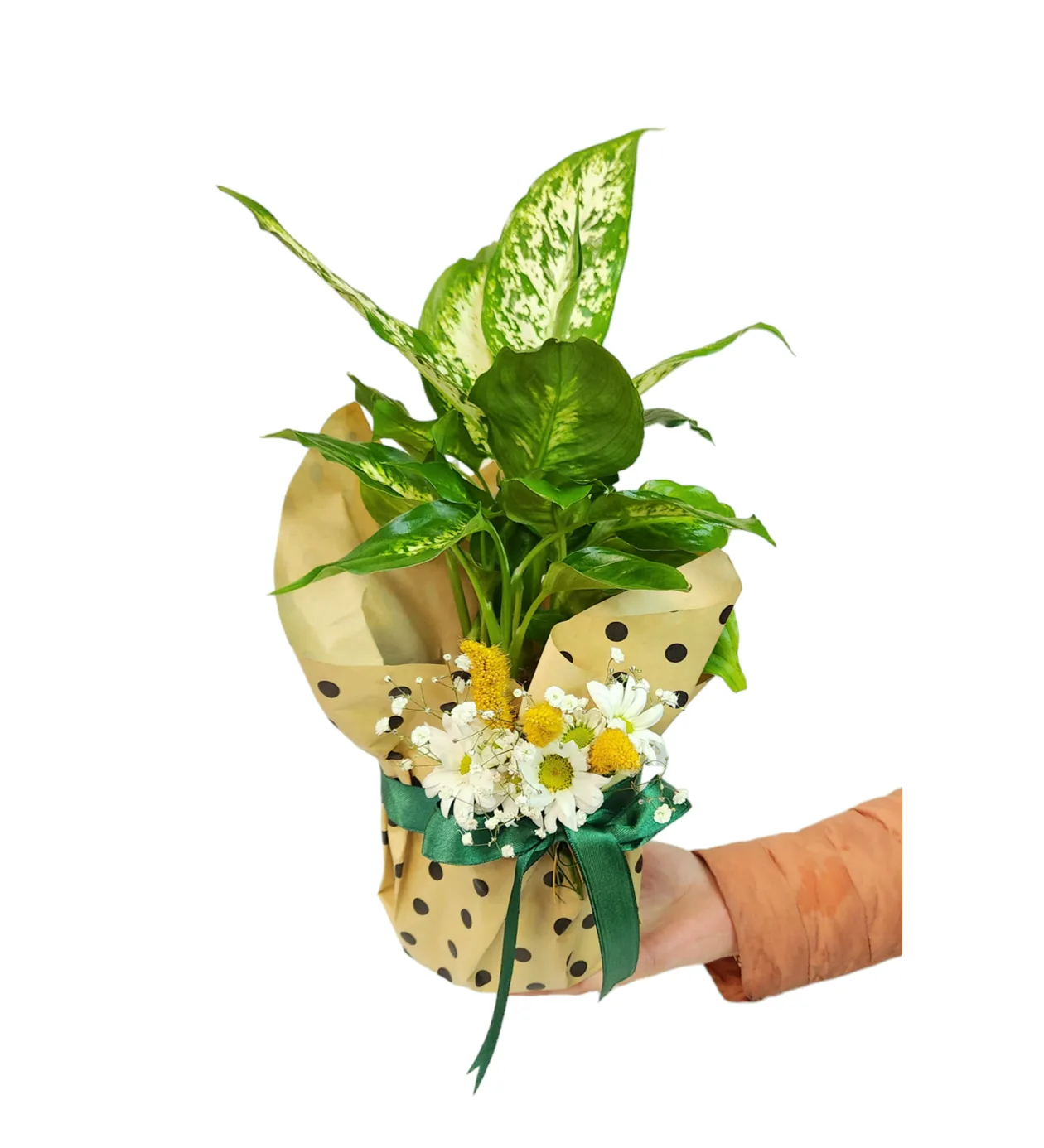 Puantiyeli Kağıt Tasarım Difenbahya (Dieffenbachia) Çiçeği