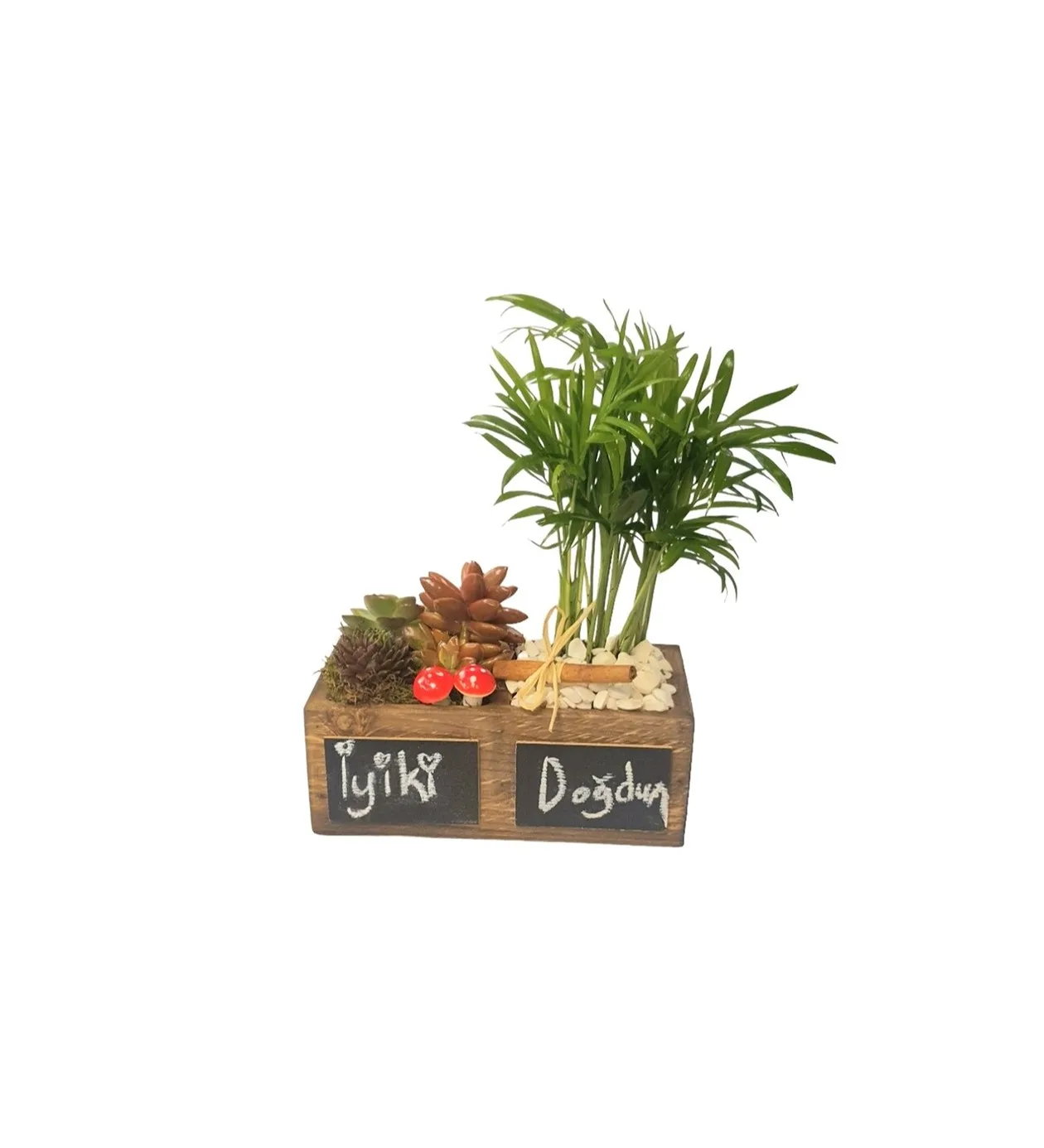 S-S Serisi Chamadore Ve Sukulentler