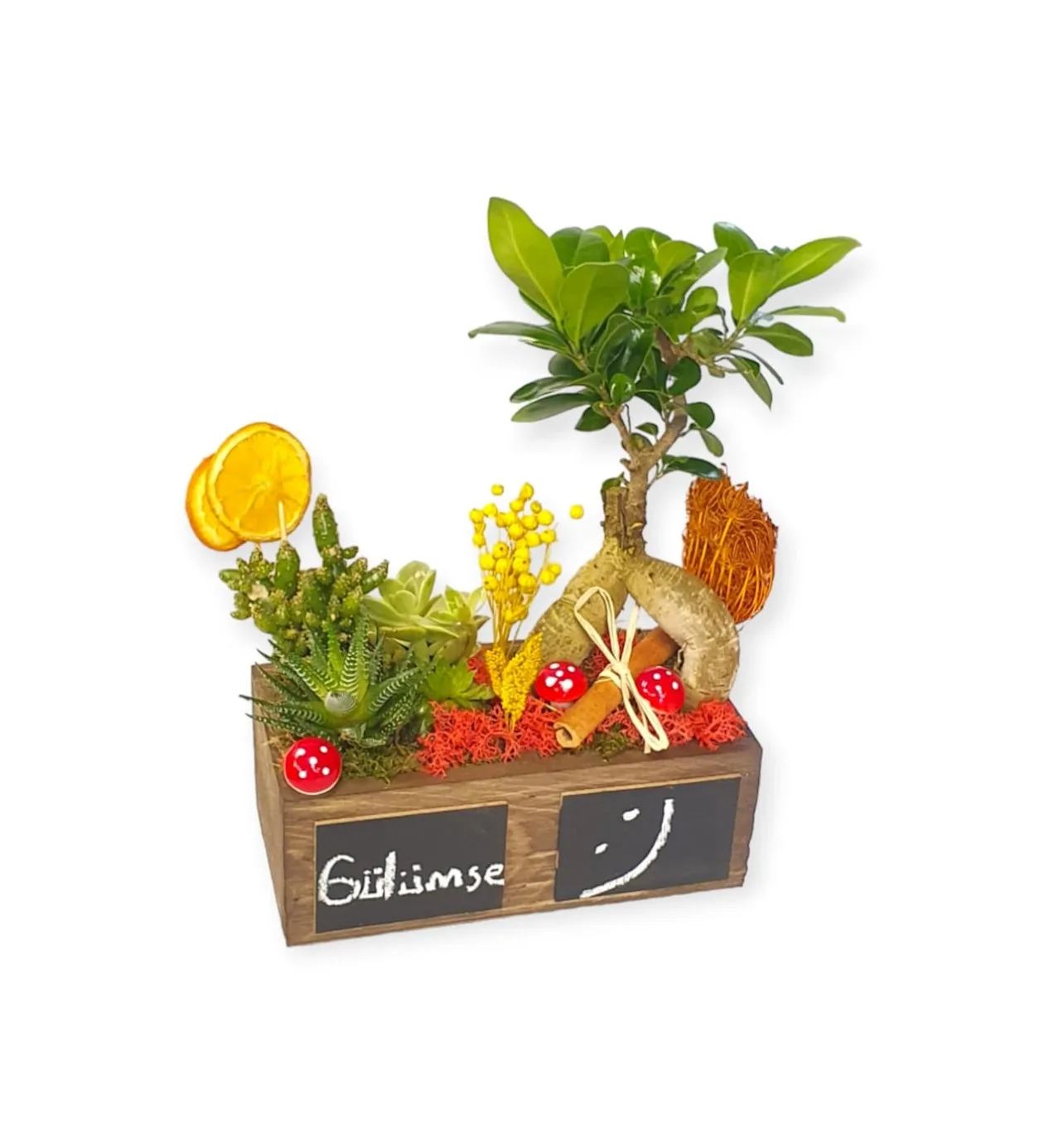 S-S serisi Ginseng Bonsai Ve Sukulentler