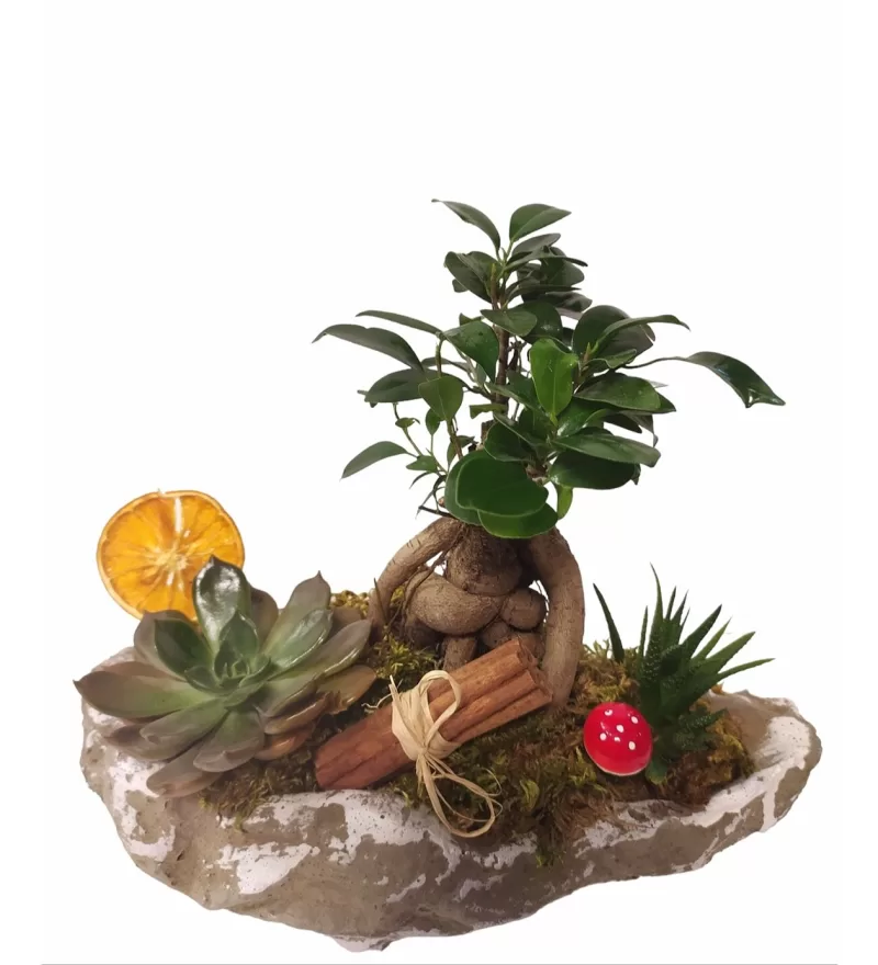 Kayık Saksı Sukulent ve Ficus Ginseng Bonsai