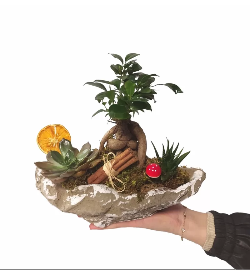 Kayık Saksı Sukulent ve Ficus Ginseng Bonsai