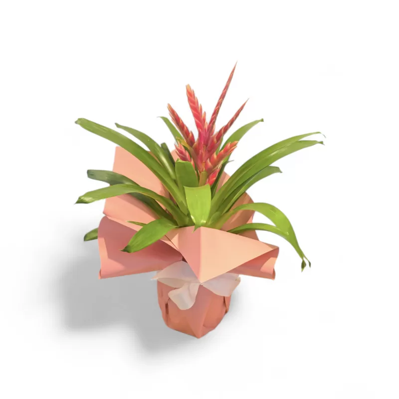 Naturel Pembe Vriesea Saksı Bitkisi