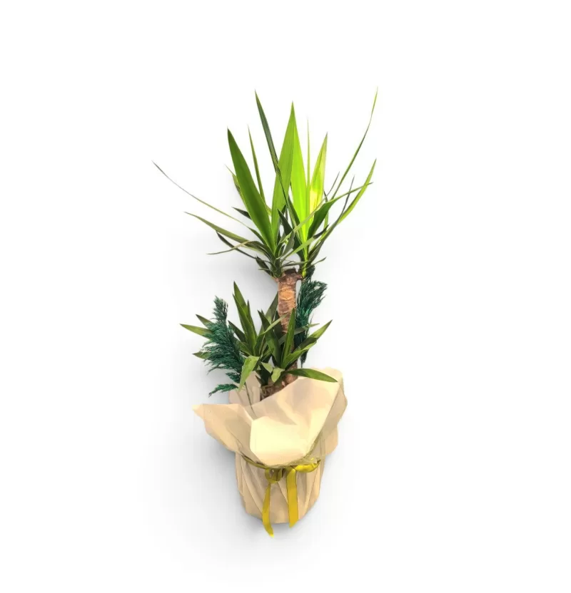 İkili İthal Yuka (Yucca) – Açılış ve Ofis Çiçeği