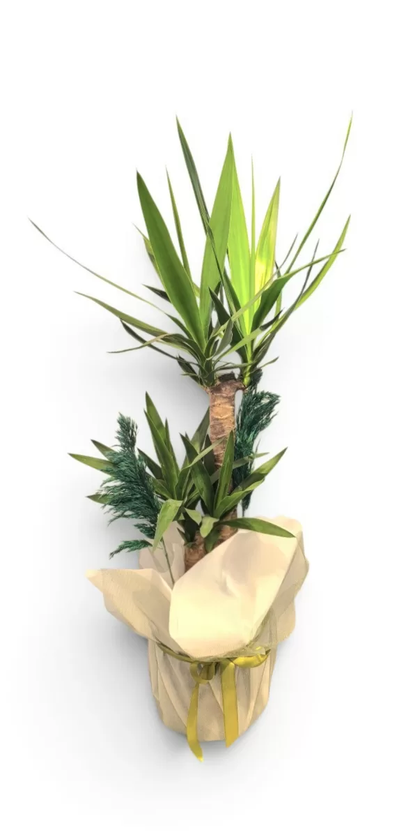 İkili İthal Yuka (Yucca) – Açılış ve Ofis Çiçeği