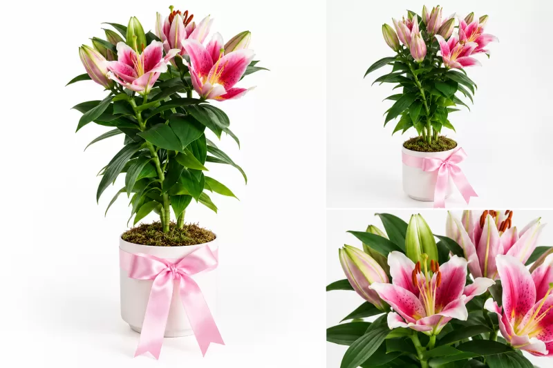 Rosalina – Saksıda Pembe Lilyum