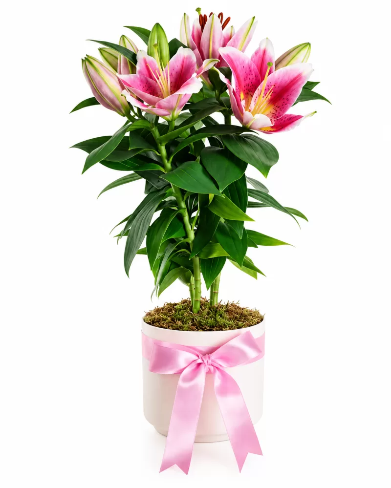 Rosalina – Saksıda Pembe Lilyum