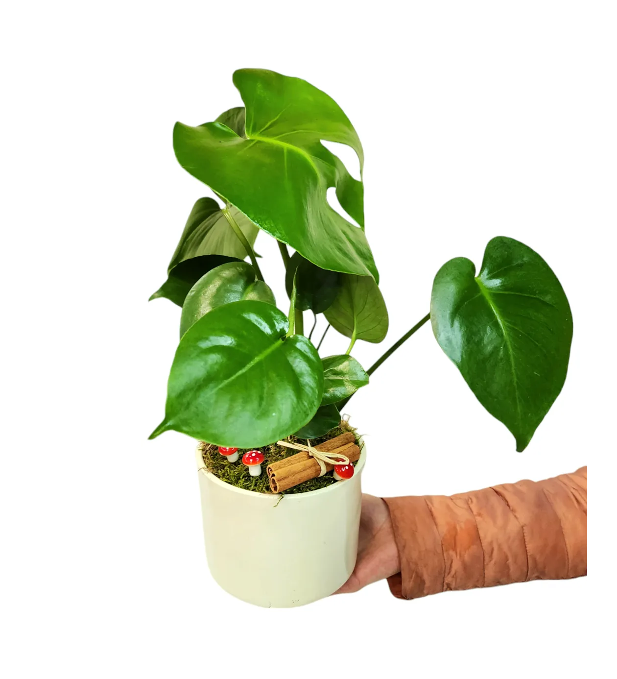 Beyaz Saksıda Monstera Deve Tabanı Minyatür Boy Bitki