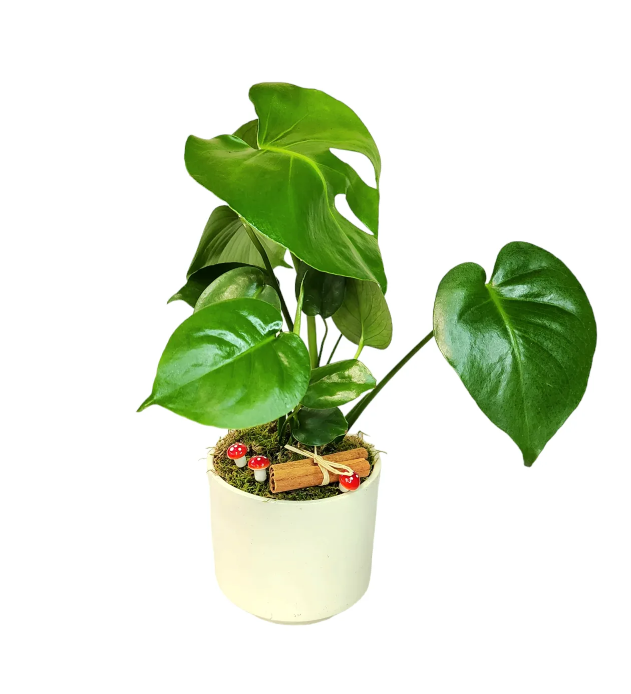Beyaz Saksıda Monstera Deve Tabanı Minyatür Boy Bitki